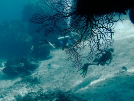 Divers at Palancar Bricks IMG 9098